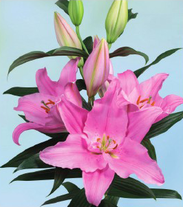 formosabulbs_lily Nashville
