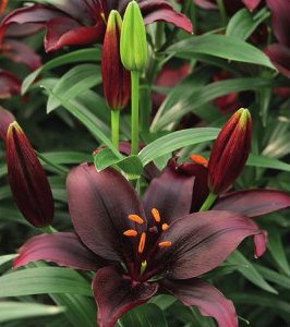 formosabulbs_lily Nashville