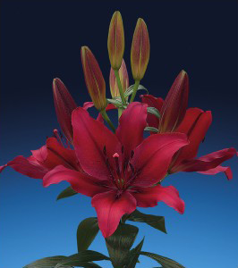 formosabulbs_lily Nashville