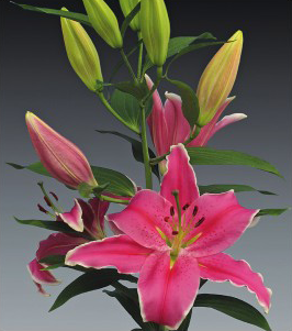 formosabulbs_lily Nashville
