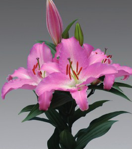 formosabulbs_lily Nashville