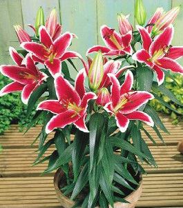 formosabulbs_lily Nashville