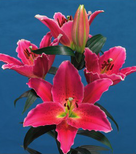formosabulbs_lily Nashville