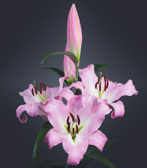 formosabulbs_lily Nashville