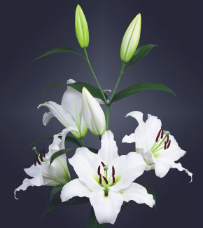 formosabulbs_lily Nashville