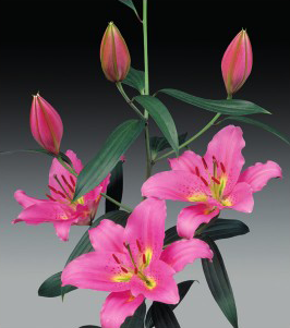 formosabulbs_lily Nashville