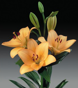 formosabulbs_lily Nashville