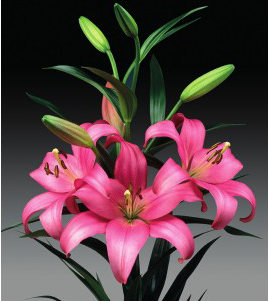 formosabulbs_lily Nashville