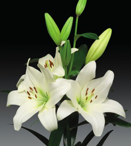 formosabulbs_lily Nashville