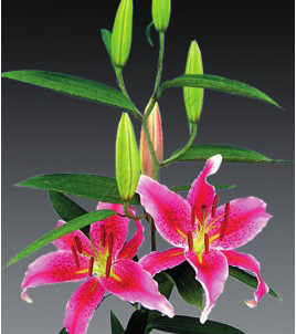 formosabulbs_lily Nashville