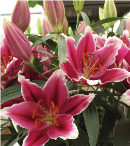formosabulbs_lily Nashville