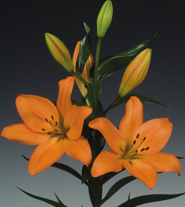 formosabulbs_lily Nashville