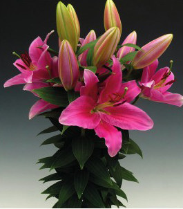 formosabulbs_lily Nashville