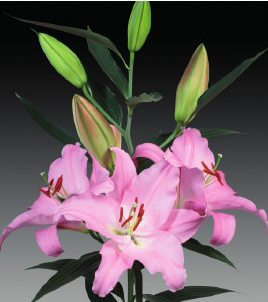 formosabulbs_lily Nashville