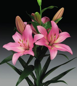formosabulbs_lily Nashville