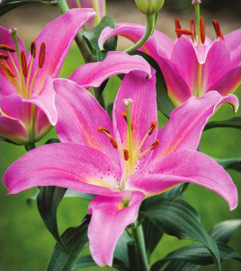 formosabulbs_lily Nashville