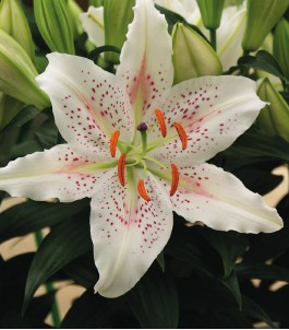 formosabulbs_lily Nashville