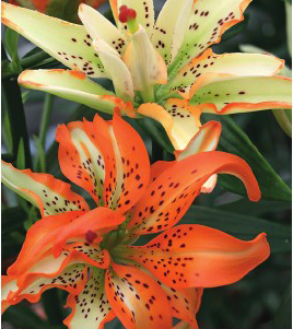 formosabulbs_lily Nashville