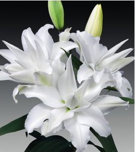 formosabulbs_lily Nashville