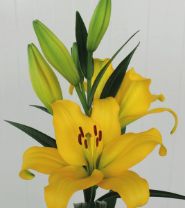 formosabulbs_lily Nashville