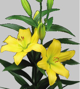 formosabulbs_lily Nashville