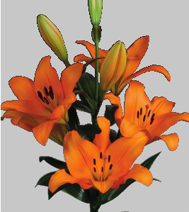 formosabulbs_lily Nashville