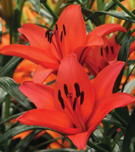 formosabulbs_lily Nashville