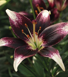 formosabulbs_lily Nashville