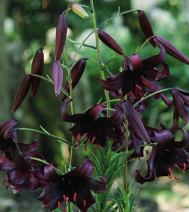 formosabulbs_lily Nashville
