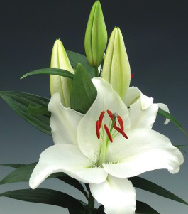 formosabulbs_lily Nashville
