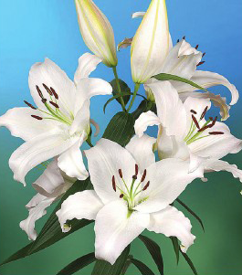 formosabulbs_lily Nashville