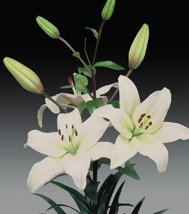 formosabulbs_lily Nashville