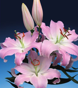 formosabulbs_lily Nashville