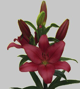 formosabulbs_lily Nashville