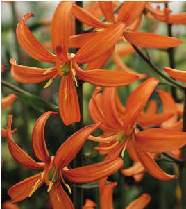 formosabulbs_lily Nashville