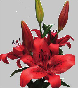 formosabulbs_lily Nashville