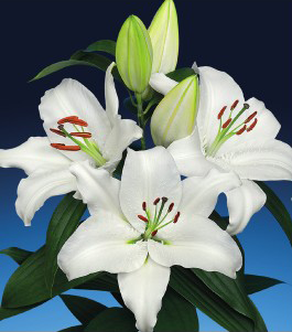 formosabulbs_lily Nashville