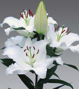 formosabulbs_lily Nashville