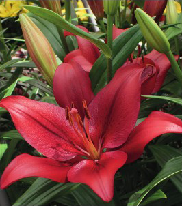 formosabulbs_lily Nashville