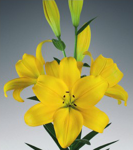 formosabulbs_lily Nashville