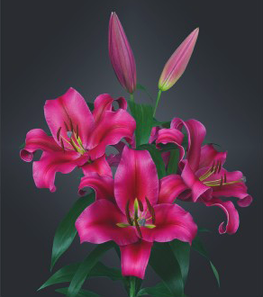 formosabulbs_lily Nashville