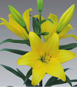 formosabulbs_lily Nashville