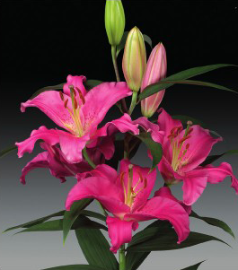 formosabulbs_lily Nashville