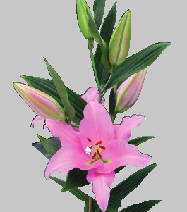 formosabulbs_lily Nashville