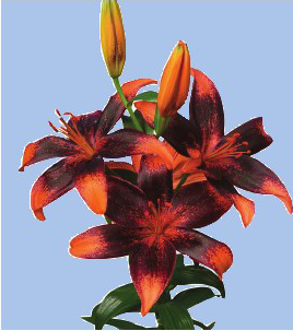 formosabulbs_lily Nashville