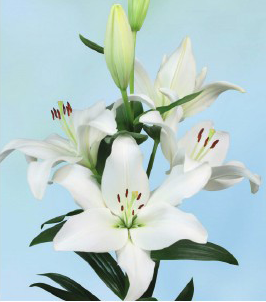 formosabulbs_lily Nashville
