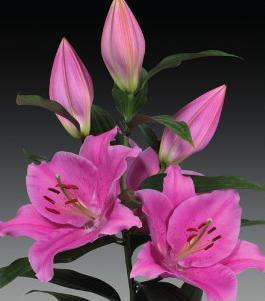formosabulbs_lily Nashville