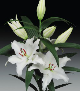 formosabulbs_lily Nashville