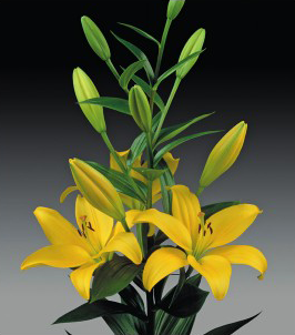 formosabulbs_lily Nashville