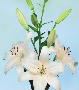 formosabulbs_lily Nashville